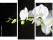 Trittico