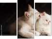 Trittico