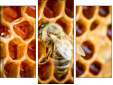 Trittico