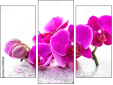 Trittico