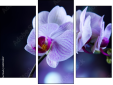 Trittico