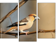 Trittico