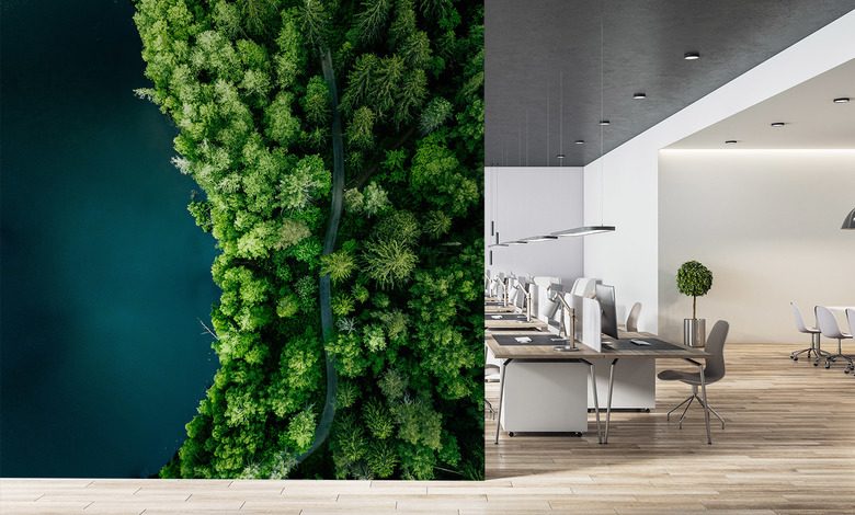 sentiero nel bosco lungo lacqua visto dallalto carte da parati ufficio carte da parati demural